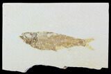 Bargain, Fossil Fish (Knightia) - Wyoming #99411-1